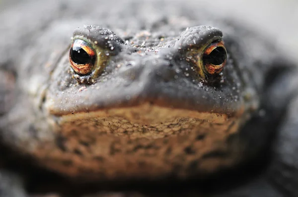 stock image Portrait of a Common toad (bufo bufo)