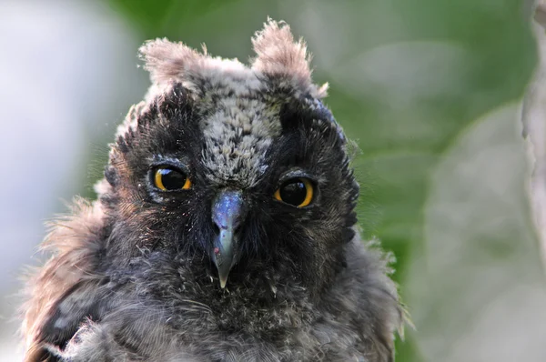 Portrait of a young long-eared owl — Stock Photo, Image