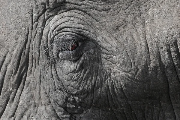 Primer plano del ojo de un elefante — Foto de Stock