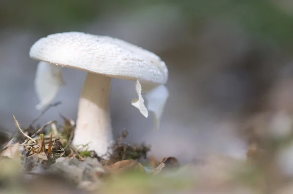 Deadly poisonous destroying angel — Stock Photo, Image