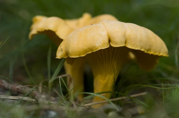 가 숲 바닥에 황금 살구 버섯 — 스톡 사진