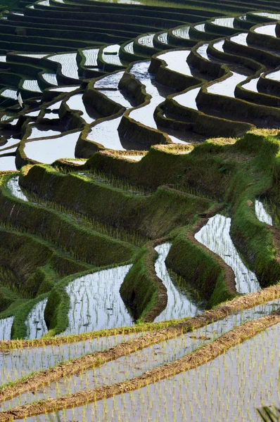 Paddy rice field in bali — Stock Photo, Image