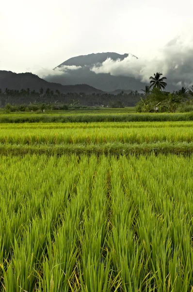 Flat paddy rice field on Bali with mountains and heavy clouds in the background — Stock Photo, Image