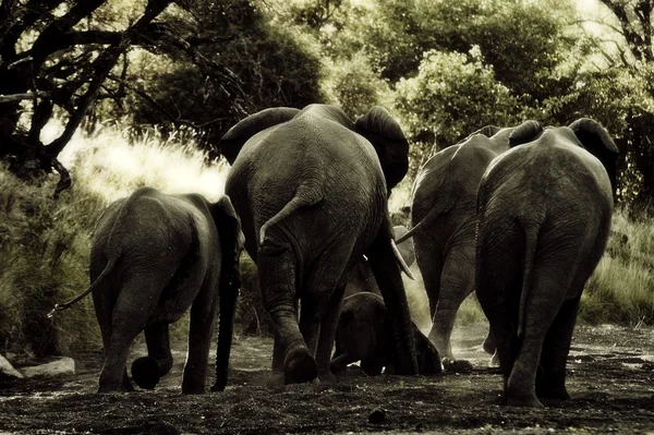 象の背中 — ストック写真