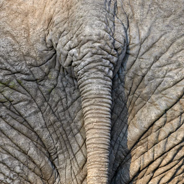 Cola de un elefante africano — Foto de Stock