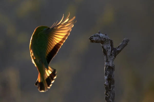 Landing little bee-eater — Stock Photo, Image
