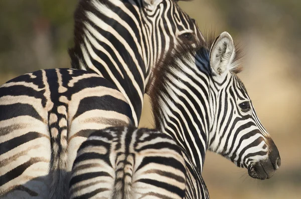 Erwachsene und junge Zebras — Stockfoto