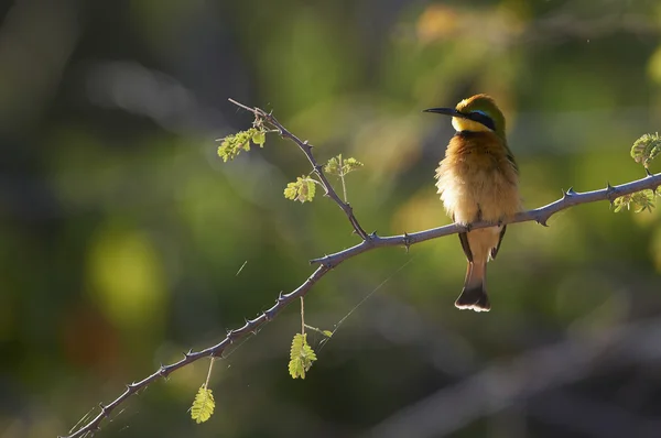 Little bee-eater (Merops pusillus) — Stock Photo, Image