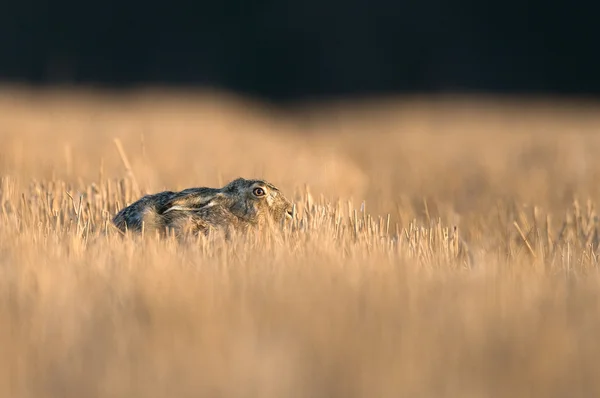 Hare in cornfield — Stock Photo, Image