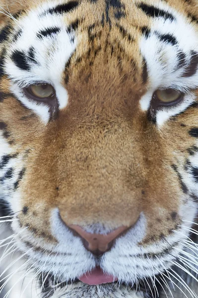 Retrato de primer plano de un tigre siberiano macho — Foto de Stock