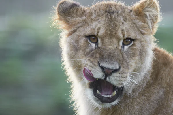 Portret van een likken jonge leeuw (leo panthera) — Stockfoto