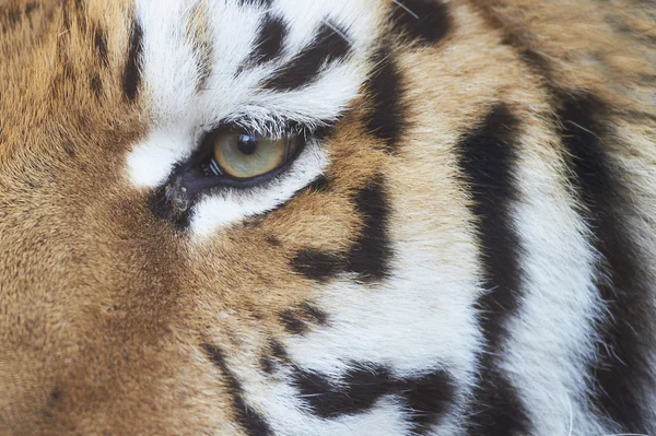 Ojo de un tigre siberiano macho (Panthera tigris altaica ) — Foto de Stock