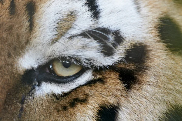 Eye of a male siberian tiger (Panthera tigris altaica) — Stock Photo, Image