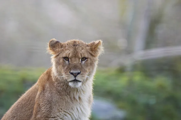 Retrato de un león joven (leo panthera ) — Foto de Stock