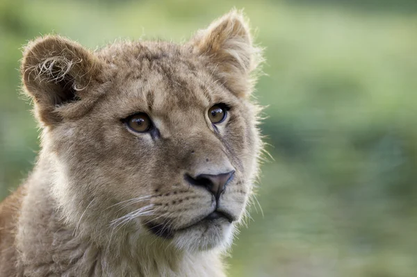 一只小狮子 (狮子座猫科的肖像) — 图库照片