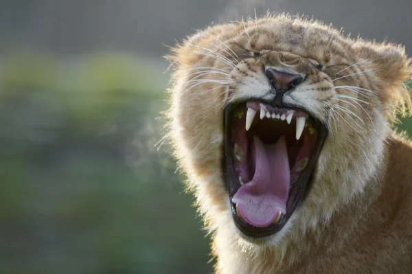 打呵欠的年轻狮子 (狮子座猫科的肖像) — 图库照片