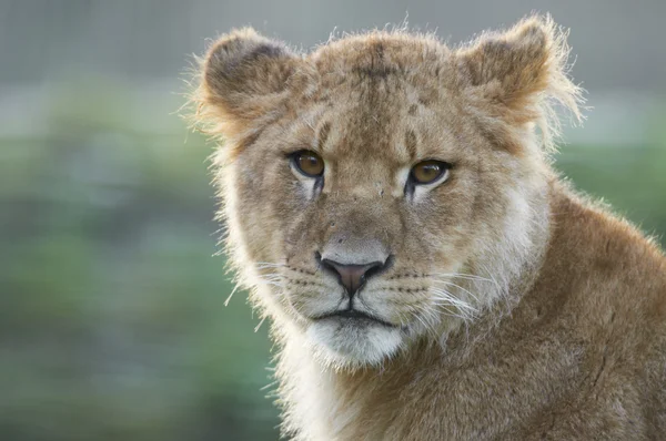 Πορτρέτο ενός νεαρού λιονταριού (leo panthera) — Φωτογραφία Αρχείου