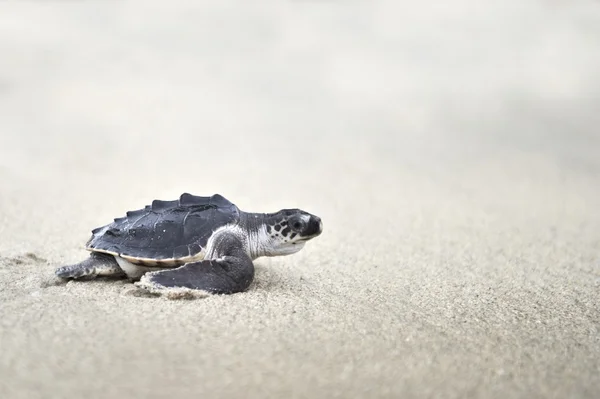 Young Olive ridley (Lepidochelys olivacea) sea turtle — Stock Photo, Image
