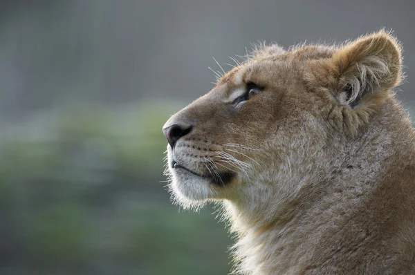 Profile portrait of a young lion (leo panthera) — Stock Photo, Image