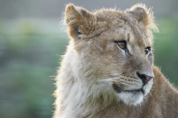 Retrato de un león joven (leo panthera ) — Foto de Stock