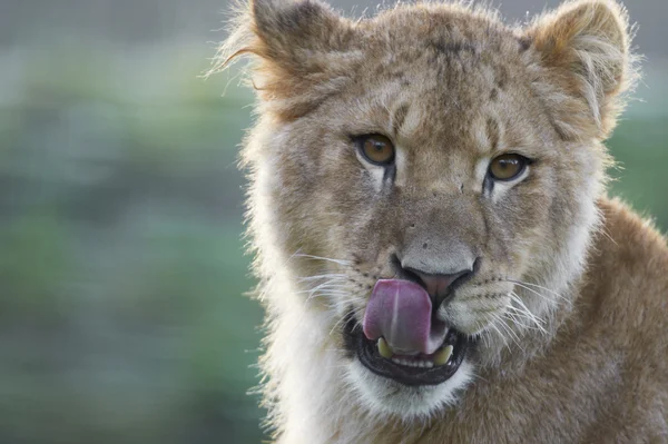 Retrato de un león joven lamiendo (leo panthera ) — Foto de Stock
