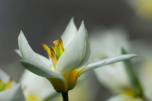 Botanický Tulipán (Tulipana turkestanica) — Stock fotografie