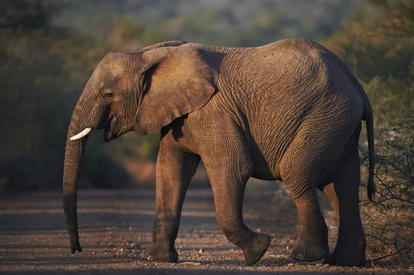 African elephant crossing the road at dusk — Stock Photo, Image