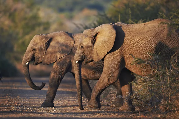 Dos jóvenes elefantes africanos cruzan la calle al atardecer — Foto de Stock