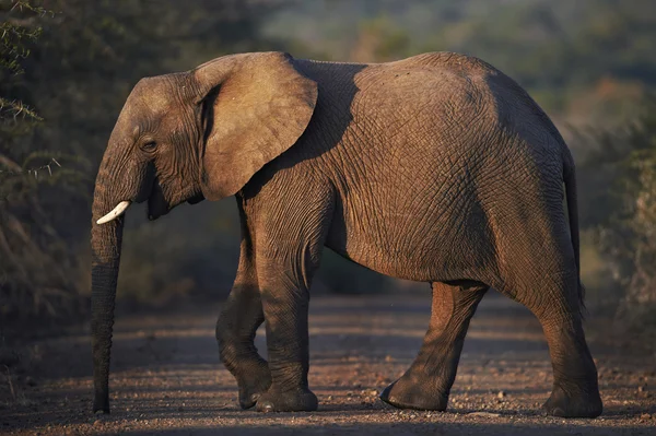 Elefante africano cruzando la calle al atardecer — Foto de Stock