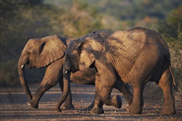 夕暮れ時に道を渡る 2 つの若いアフリカ象 — ストック写真