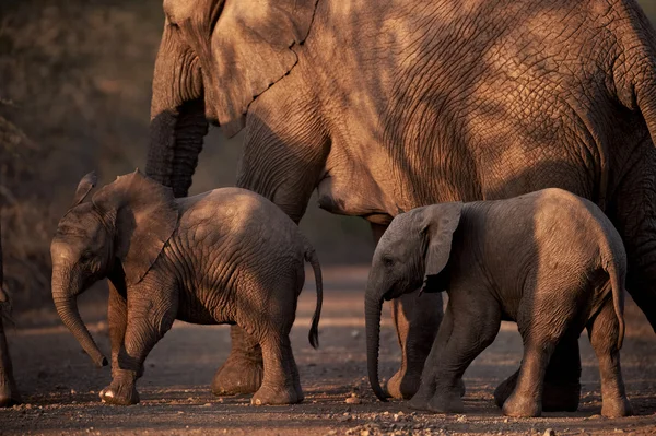 Mother and two small baby african elephants crossing the road at dusk — Stock Photo, Image