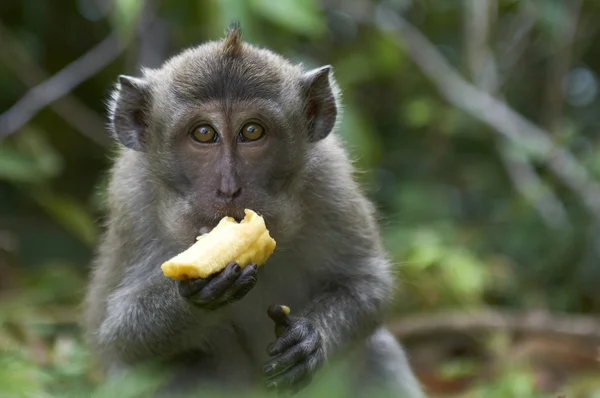 Makákó (Macaca fascicularist) egy banánt eszik Stock Kép