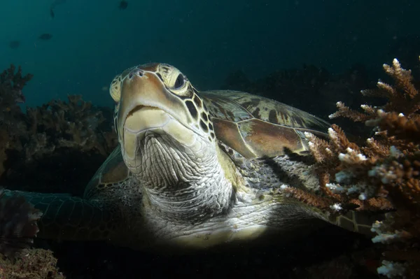 Крупним планом портрет зеленої морської черепахи (Хелонія-мідас ) Ліцензійні Стокові Фото