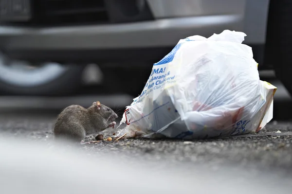 Una rata comiendo de una bolsa de basura Imagen De Stock