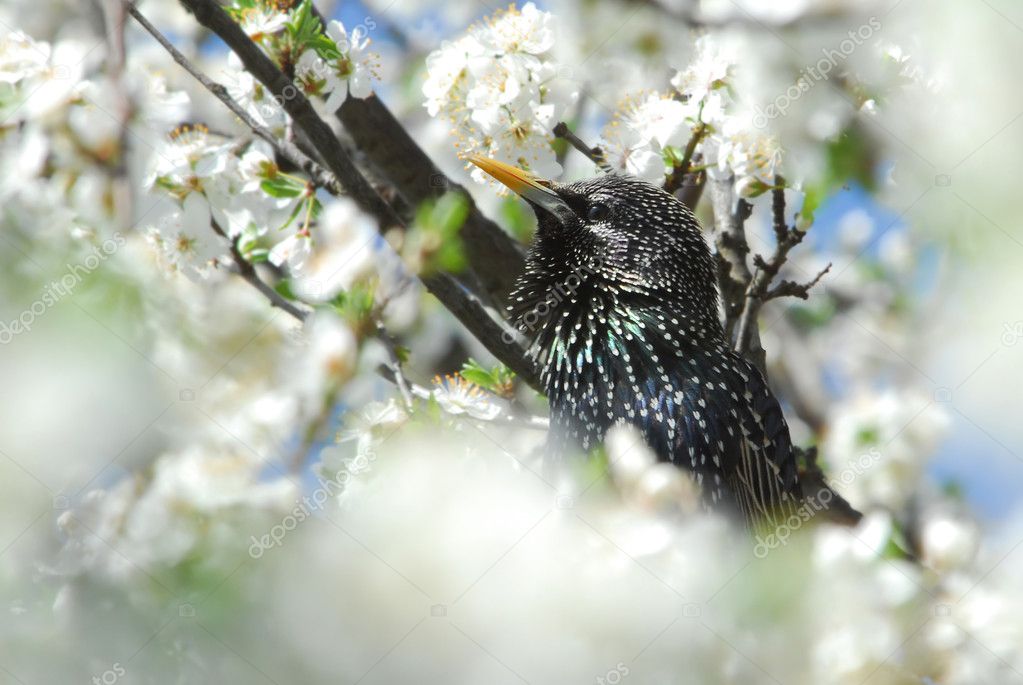 Singing male starling among cherry blossoms