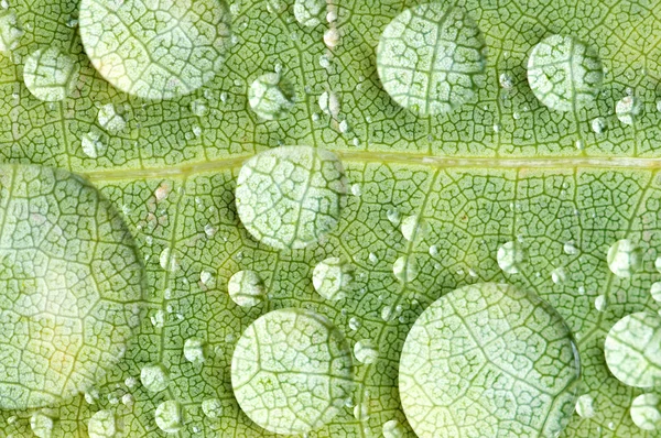Gocce di pioggia su foglia verde — Foto Stock