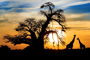 Baobab sunset with giraffe on African savannah