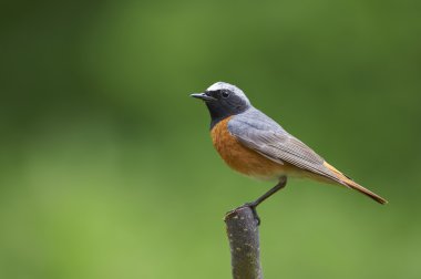 Perching male Common Redstart (Phoenicurus phoenicurus) clipart