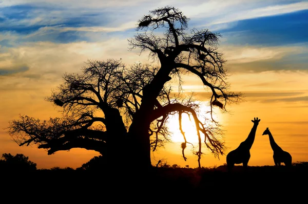 Baobab ηλιοβασίλεμα με καμηλοπάρδαλη στην αφρικανική σαβάνα Royalty Free Φωτογραφίες Αρχείου
