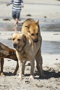 iki köpek çiftleşme.