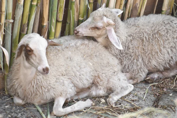 stock image Two sheep, with the background of a cane