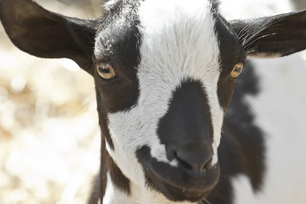 Retrato de uma cabra preta e branca . — Fotografia de Stock