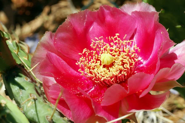 stock image Pink Prickly Pear