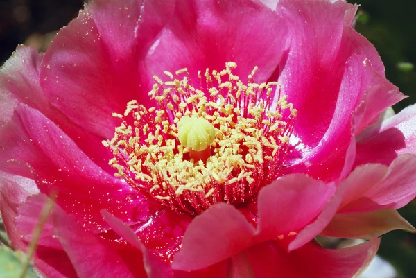 Różowy Kolczasta gruszka — Zdjęcie stockowe
