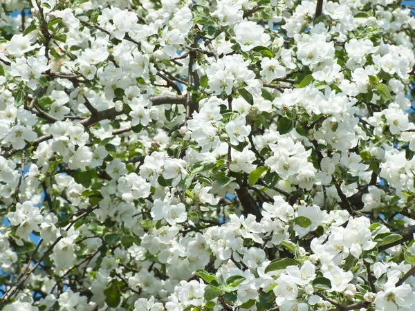 stock image Blooming apple tree