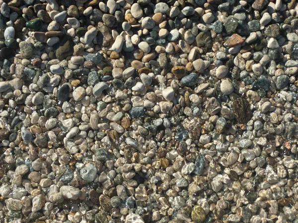 Морской камешек — стоковое фото