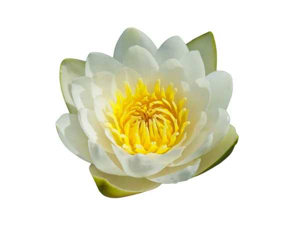 Isolated water lily — Stock Photo, Image