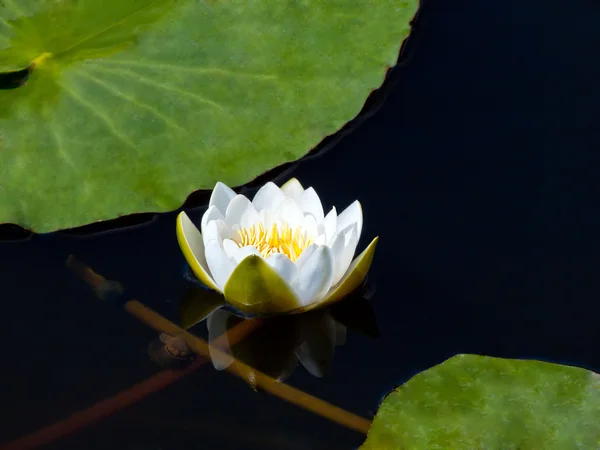 stock image Water lily