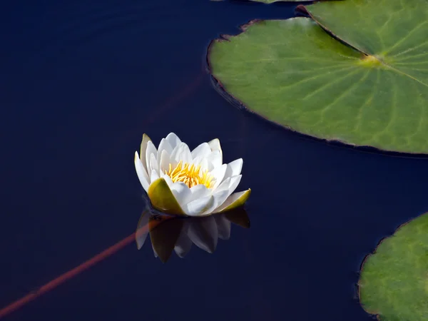 stock image Water lily