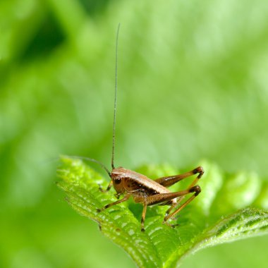 Grasshopper on green leaf clipart